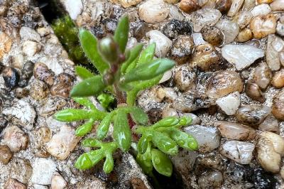 <i>Saxifraga tridactylites</i>