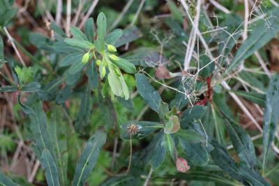 <i>Euphorbia amygdaloides</i>
