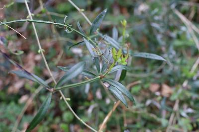 <i>Rubia peregrina</i>