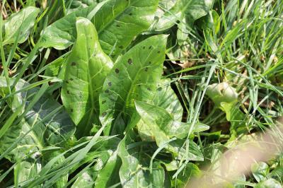 <i>Arum maculatum</i>