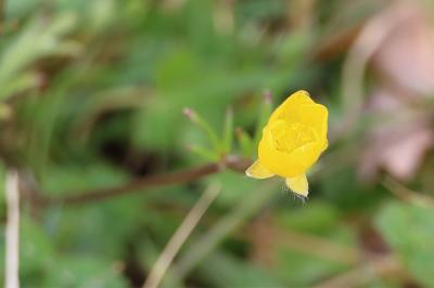 <i>Ranunculus bulbosus</i>