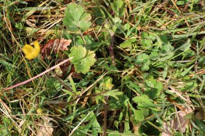 <i>Ranunculus bulbosus</i>