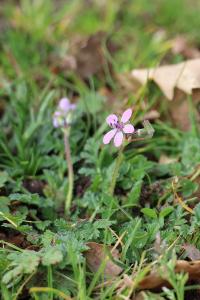 <i>Erodium cicutarium</i>