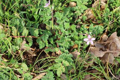 <i>Erodium cicutarium</i>