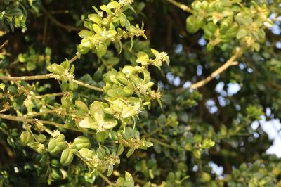 <i>Buxus sempervirens</i>