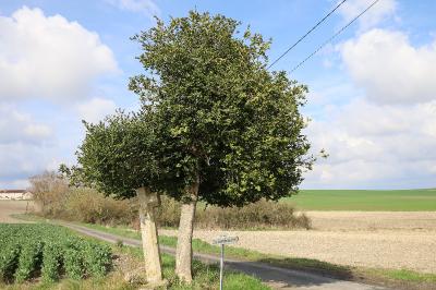 <i>Buxus sempervirens</i>