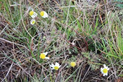 <i>Tripleurospermum inodorum</i>