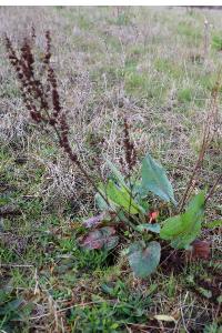 <i>Rumex acetosa</i>
