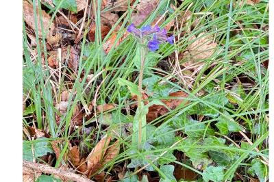 <i>Pulmonaria longifolia</i>