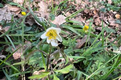 <i>Anemone nemorosa</i>