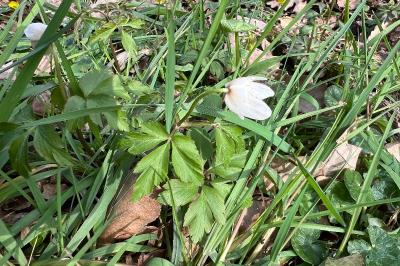 <i>Anemone nemorosa</i>