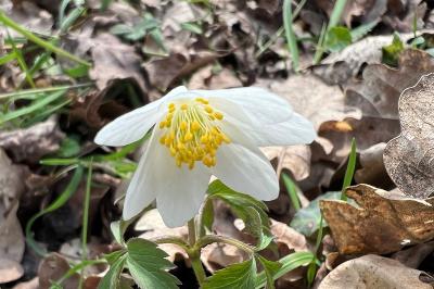 <i>Anemone nemorosa</i>