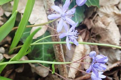 <i>Scilla bifolia</i>