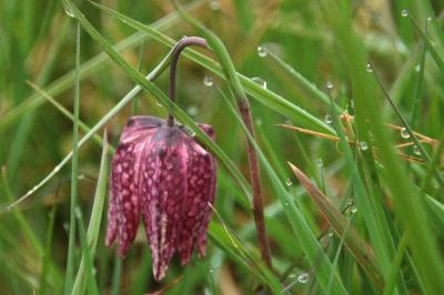 <i>Fritillaria meleagris</i>
