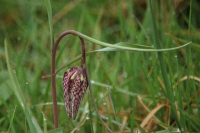<i>Fritillaria meleagris</i>