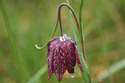 <i>Fritillaria meleagris</i>