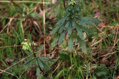 <i>Euphorbia amygdaloides</i>