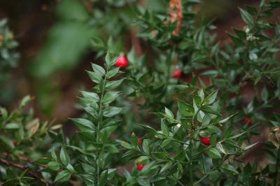 <i>Ruscus aculeatus</i>