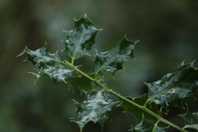 <i>Ilex aquifolium</i>