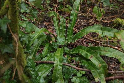 <i>Asplenium scolopendrium</i>