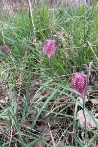 <i>Fritillaria meleagris</i>