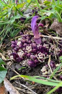 <i>Lathraea clandestina</i>