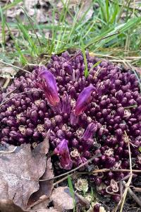 <i>Lathraea clandestina</i>