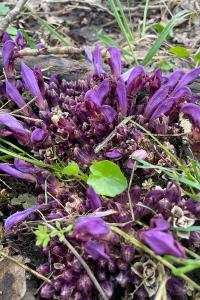 <i>Lathraea clandestina</i>