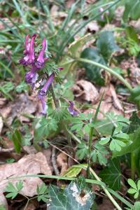 <i>Corydalis solida</i>