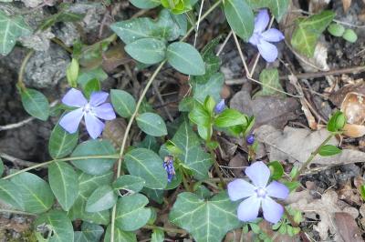 <i>Vinca minor</i>