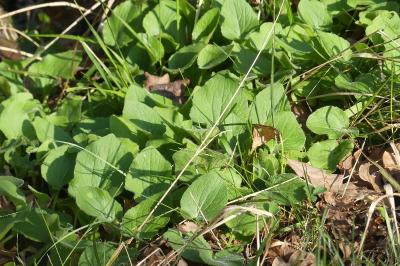 <i>Doronicum plantagineum</i>