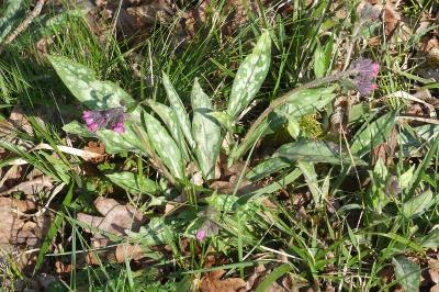 <i>Pulmonaria longifolia</i>