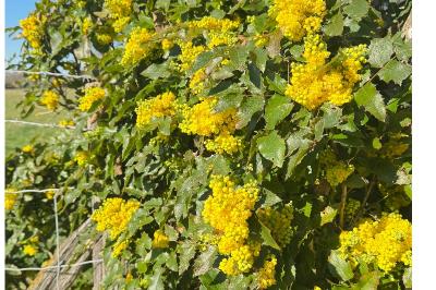 <i>Berberis aquifolium</i>