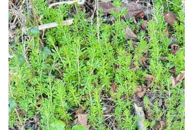 <i>Galium aparine</i>