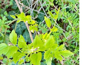 <i>Clematis vitalba</i>