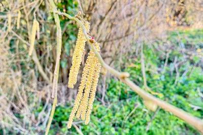<i>Corylus avellana</i>