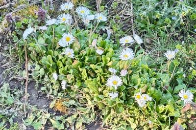 <i>Bellis perennis</i>