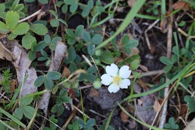<i>Potentilla sterilis</i>