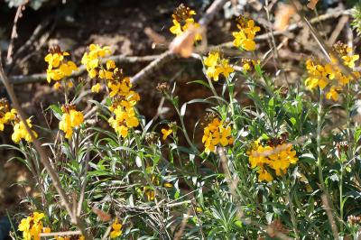 <i>Erysimum cheiri</i>