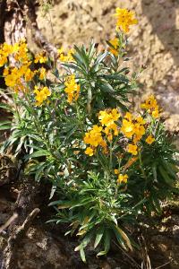 <i>Erysimum cheiri</i>