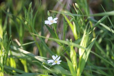 <i>Rabelera holostea</i>