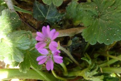 <i>Geranium molle</i>