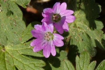 <i>Geranium molle</i>