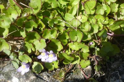 <i>Cymbalaria muralis</i>