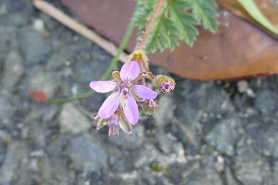 <i>Erodium cicutarium</i>