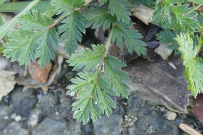 <i>Erodium cicutarium</i>