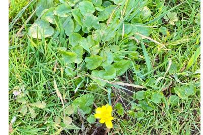 <i>Ficaria verna</i>