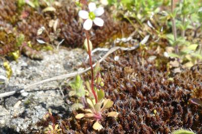 <i>Saxifraga tridactylites</i>