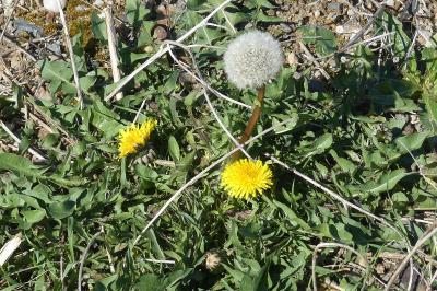 <i>Taraxacum officinale</i>