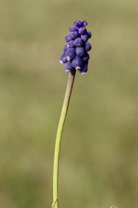 <i>Muscari neglectum</i>